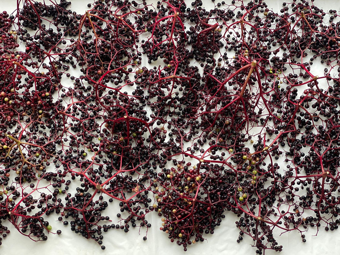 Wild Elderberry Tincture