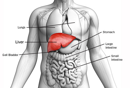 Liver, Anxiety, and natural way to heal and connect