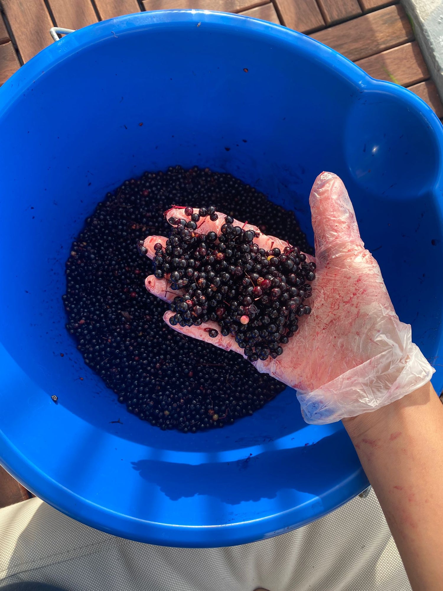 Wild Elderberry Extract